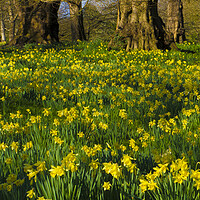 Buy canvas prints of Daffodil Wood by Philip Enticknap