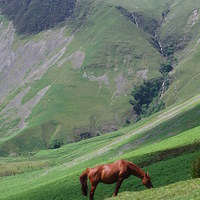 Buy canvas prints of  Brown horse at Cautley spout by Adam Taylor