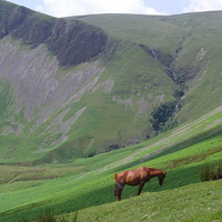 Buy canvas prints of  Horse at Cautley spout by Adam Taylor