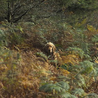 Buy canvas prints of  Cocker spaniel in autumnal woodland by Adam Taylor