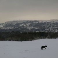 Buy canvas prints of  Lonely horse in snowy Lancashire by Adam Taylor