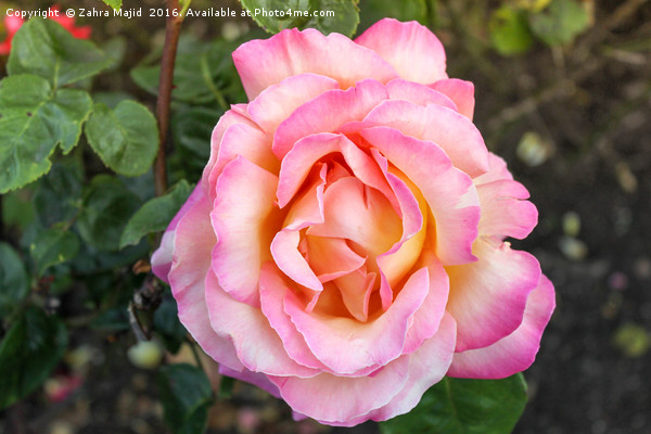 A Peachy Pink Rose from Holland Picture Board by Zahra Majid