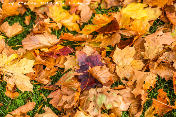 Bright Autumn Orange Crisp Leaves Picture Board by Zahra Majid