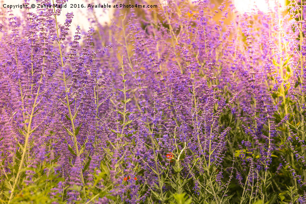 Lilac British Lavender  Picture Board by Zahra Majid