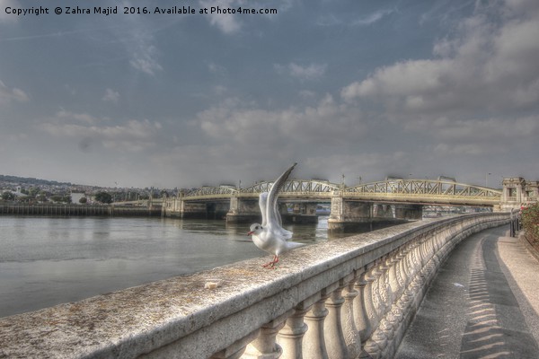 Historic Rochester Bridge Photobombed  Picture Board by Zahra Majid