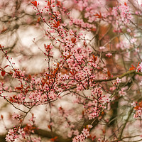 Buy canvas prints of Pink Blossoms by Zahra Majid