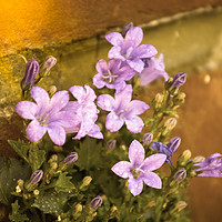 Buy canvas prints of Lilacs grow on a Wall by Zahra Majid