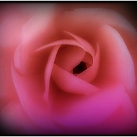 Buy canvas prints of Valentines Rose by Zahra Majid