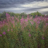 Buy canvas prints of Lavender seen at Isle of Grain in Rochester by Zahra Majid