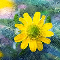 Buy canvas prints of An Arty Yellow Beauty by Zahra Majid