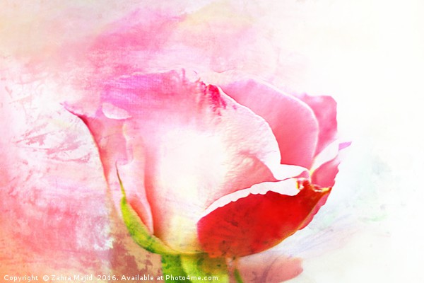 A British Rose Picture Board by Zahra Majid