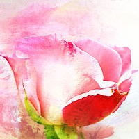 Buy canvas prints of A British Rose by Zahra Majid