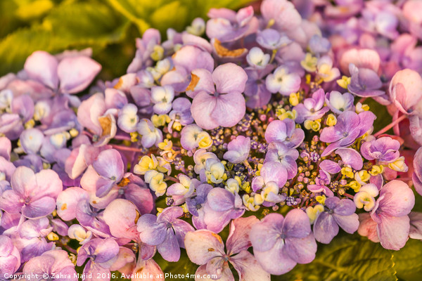 Summer Shades of Lilac Flora Picture Board by Zahra Majid