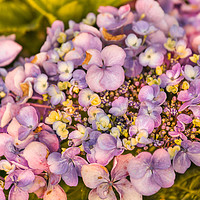 Buy canvas prints of Summer Shades of Lilac Flora by Zahra Majid