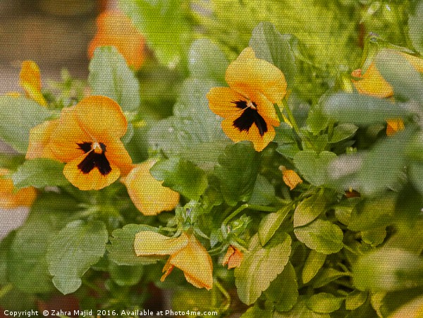 Pansies on Fabric Texture Picture Board by Zahra Majid