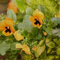 Buy canvas prints of Pansies on Fabric Texture by Zahra Majid