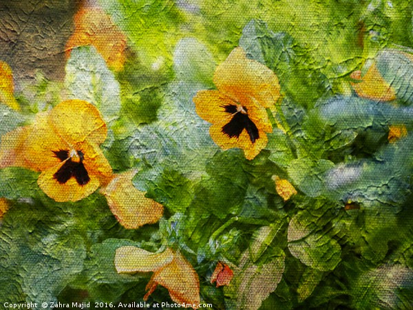 Yellow Pansies Like a Painting Picture Board by Zahra Majid