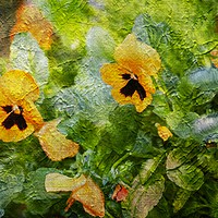 Buy canvas prints of Yellow Pansies Like a Painting by Zahra Majid