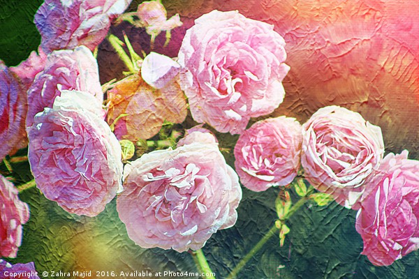 Pretty Pink Roses for Summer Picture Board by Zahra Majid