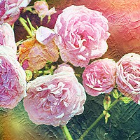Buy canvas prints of Pretty Pink Roses for Summer by Zahra Majid