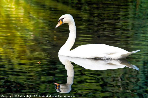 A Swan in Manor Park Kent Picture Board by Zahra Majid