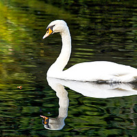 Buy canvas prints of A Swan in Manor Park Kent by Zahra Majid