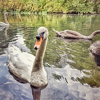 Buy canvas prints of Swan and her Friends at Manor Park in West Malling by Zahra Majid