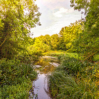 Buy canvas prints of Shades of Green in Manor Park West Malling Kent by Zahra Majid