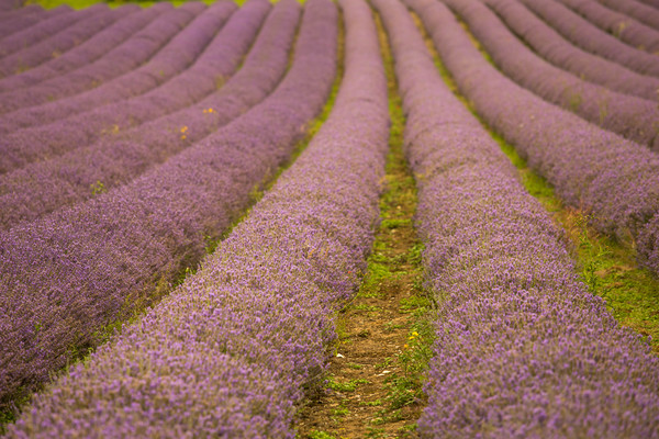Lavender Fields in Kent Picture Board by Zahra Majid