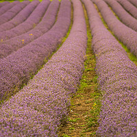 Buy canvas prints of Lavender Fields in Kent by Zahra Majid