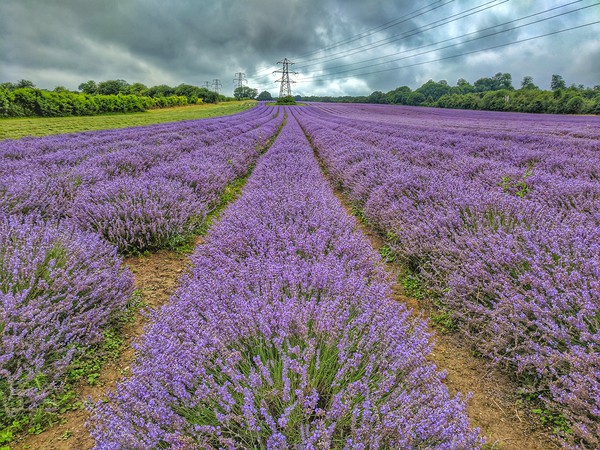 Lavender Fields Picture Board by Zahra Majid