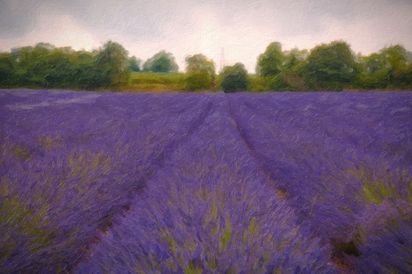 Artsy Lavender Picture Board by Zahra Majid