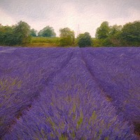 Buy canvas prints of Artsy Lavender by Zahra Majid