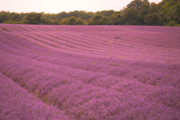 Pink Fields of Lavender Picture Board by Zahra Majid