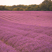 Buy canvas prints of Pink Fields of Lavender by Zahra Majid