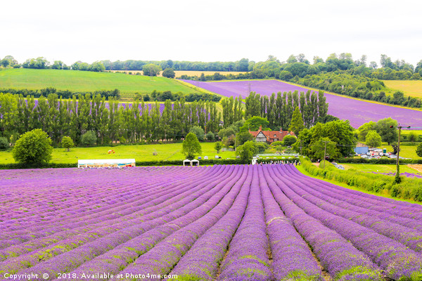 Lavender Loveliness in Kent Picture Board by Zahra Majid