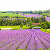 Buy canvas prints of Lavender Loveliness in Kent by Zahra Majid