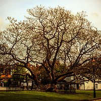 Buy canvas prints of 100 year old tree in the Highstreet by Zahra Majid