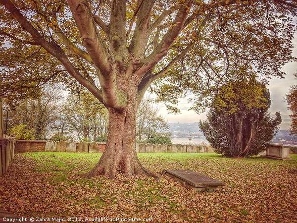 Solitary Tree in the Cemetery in Backfields overlo Picture Board by Zahra Majid