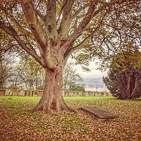 Buy canvas prints of Solitary Tree in the Cemetery in Backfields overlo by Zahra Majid