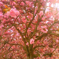 Buy canvas prints of Pink Blossoms on a Sunny Covid Day by Zahra Majid