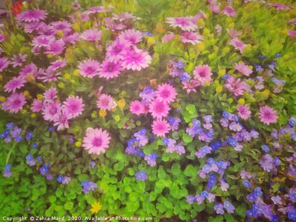 Colours in my garden on a sunny covid day Picture Board by Zahra Majid