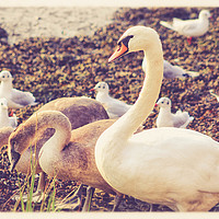 Buy canvas prints of Don't feed the Ducks by Zahra Majid