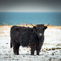 Buy canvas prints of Black Highland Cow by Peter O'Reilly