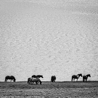 Buy canvas prints of Wild Horses, Iceland by Peter O'Reilly