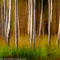 Buy canvas prints of Birches in Autumn by Peter O'Reilly