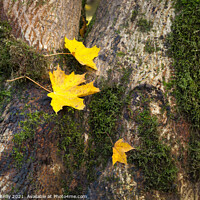 Buy canvas prints of Autumn Leaves by Peter O'Reilly