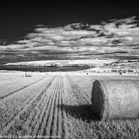 Buy canvas prints of Harvest Time at Sandend by Peter O'Reilly
