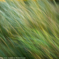 Buy canvas prints of Flowing Grasses by Peter O'Reilly