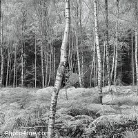 Buy canvas prints of Birches Panorama by Peter O'Reilly